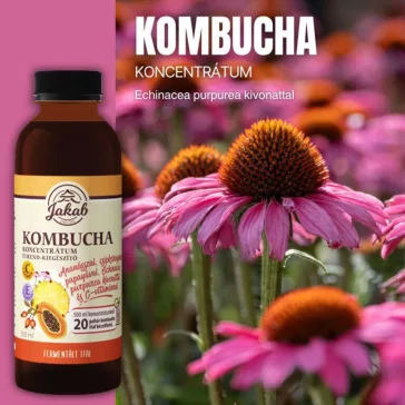   Kombucha koncentrátum echinacea purpurea kivonattal és C-vitaminnal - 500ml